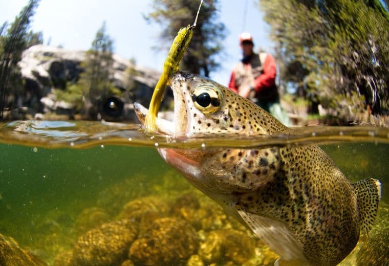 A man catching a fresh water trout with a fishing lure.